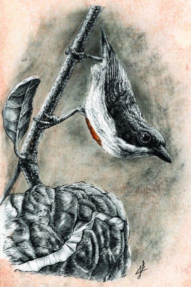 BWB #1 - Red-Keeled Flowerpecker (2025) - Joemz Barros