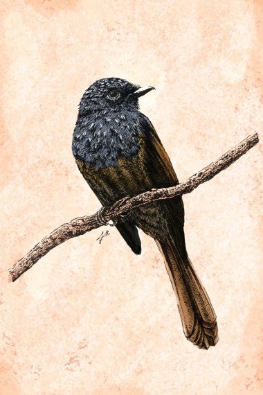 BWB #5 - Blue Headed Fantail (2025) - Joemz Barros