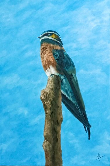 Whiskered Treeswift (2024) - Joemz Barros