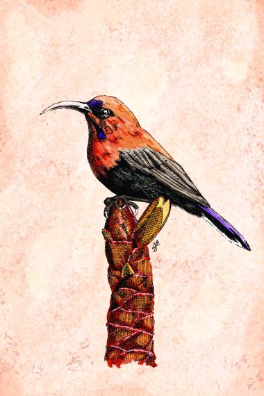 BWB #4 - Magnificent Sunbird (2025) - Joemz Barros
