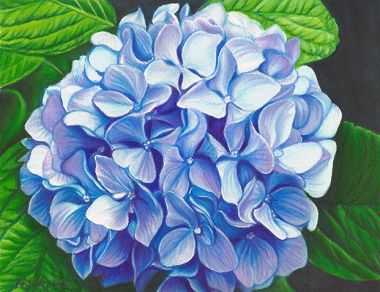 Blue Hydrangeas (2020) - Marielli Arnaldo