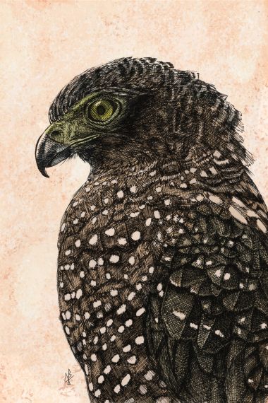 BWB #6 - Philippine Serpent Eagle (2025) - Joemz Barros