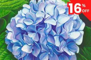 hydrangeas floral painting