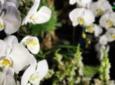 ‘Bountiful Blooms’ Promises to Delight and Inspire